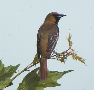 Orchard Oriole 1st summer Hertiage Park 5_31_2014